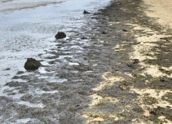 Омерзительные гниющие водоросли заполонили пляжи Анапы