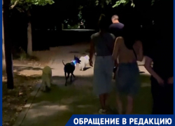 Скандал в Ботаническом саду: компания с собаками напала на краснодарца после замечания