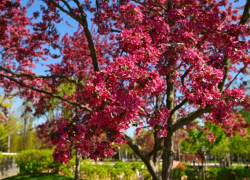 В парке Галицкого расцвели пурпурные яблони 