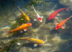 В кубанской станице рыб отправили на карантин из-за опасной инфекции