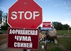 Из-за АЧС на Кубани уничтожили почти 50 тысяч свиней
