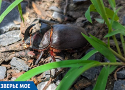 «Зверьё моё»: как живёт самый узнаваемый жук Краснодарского края