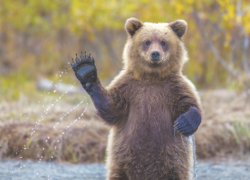  Футбольных болельщиков из Англии предупредили об опасности нападения медведей в Сочи 