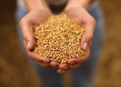 На Кубани собрали рекордный урожай зерна - 10 млн тонн 