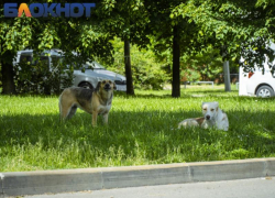 На Кубани владелец накинувшейся на ребенка собаки заплатит 25 тысяч рублей 