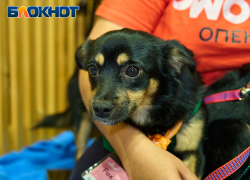 Кубанский парламент внес изменения в закон о содержании домашних животных 