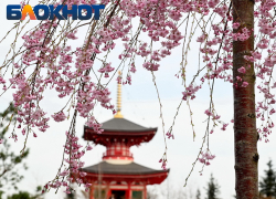 Ханами по-краснодарски: когда зацветет сакура в парке Галицкого в 2026 году