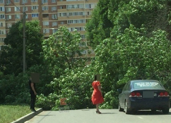 В Краснодаре дерево рухнуло на проезжую часть