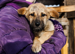 Краснодарских зоозащитников услышал и помог им астраханский депутат Госдумы