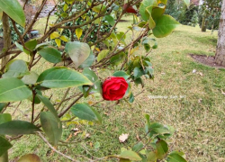 Яркие бутоны алой камелии распустились в парке Галицкого