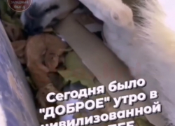 Убитые собаки в Немецкой деревне не были бездомными