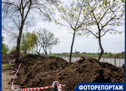 При ремонте набережной в Рождественском парке Краснодара деревья утопили в земле