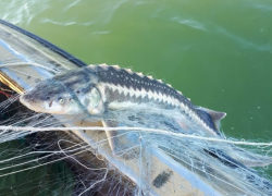  В Темрюкском заливе нашли более двух километров сетей 