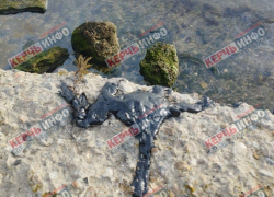 В Керчи у мыса Змеиный обнаружили выбросы мазута 