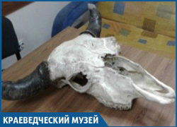 Череп крупного зубра нашли в Сочи