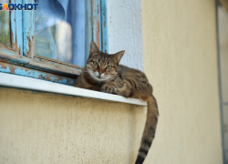 Краснодарцев ждет теплая и солнечная погода