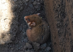 В Краснодарском крае дикий хомяк провалился в выкопанную для подрыва снарядов яму