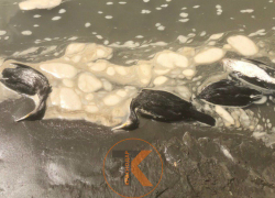 Новые жертвы экологии: трупы птиц обнаружены у реки Кубань в Краснодаре