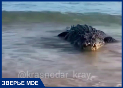 Видео с крокодилом в Азовском море в Краснодарском крае оказалось фейком