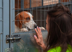 Любить нельзя прикармливать: почему приют – социальный трамплин для собак