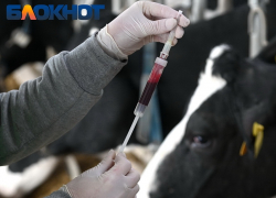 Вспышка опасной инфекции произошла в двух хозяйствах на Кубани