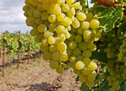 Структуры Абрамовича займутся производством вина под Анапой