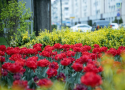 Весенний Краснодар: фотограф показал вдохновляющие кадры цветущего города