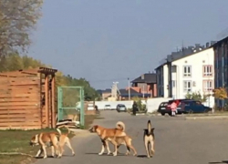 В Краснодаре свора озверевших собак едва не загрызла девочку по дороге в школу