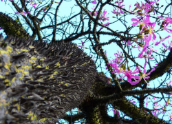 «Пьяное» дерево с тропическими цветами растет в парке «Краснодар»