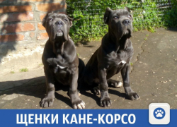 Верные друзья ищут новый дом на Кубани