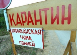 На Кубани создадут 15 дополнительных санпостов для предотвращения распространения АЧС 