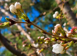 В парке Галицкого открылся сезон японской сакуры