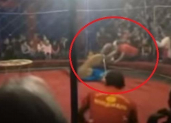 Раненая львицей девочка впала в кому в Краснодаре