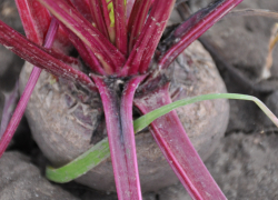 Свекла Бона: сладкие корнеплоды для борща, а ботва – в салаты