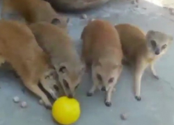 Сборная мангустов из Геленджика поддержала сборную России