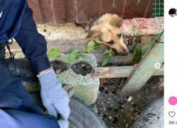 Спасатели разобрали забор, чтобы вытащить застрявшую собаку в Краснодарском крае