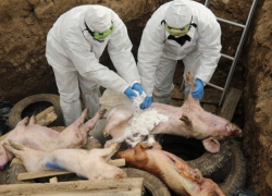 На Кубани из-за вспышки АЧС уничтожили 30 тыс. голов свиней 