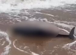 Более 20 мертвых дельфинов выбросило на берег в Краснодарском крае