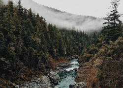 На Кубани появится свой «Лесной кодекс»