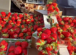 Цена на клубнику в Краснодаре добралась до 830 рублей за килограмм