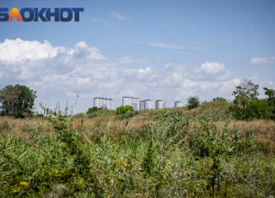 Мэрия Краснодара выделила 360 тысяч на борьбу с опасным сорняком