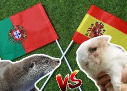 «Конфликт дня»: Разных победителей предсказали сочинские оракулы Пушок и Гарри