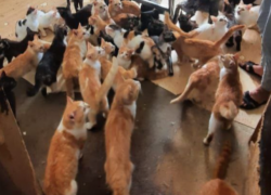 Жительница Краснодара поселила в однушку 50 котов