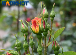 Воздух в Краснодаре прогреется до +25 градусов