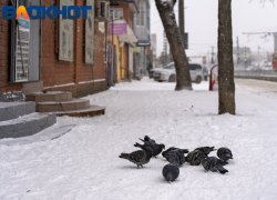 На уборку снега возле администрации Кубани и ЗСК потратят полмиллиона рублей