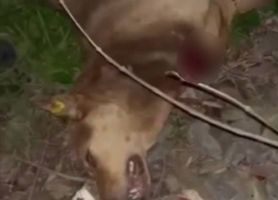 В Краснодарском крае живодёры перерезали горло собаке 