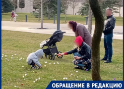 «Ведут себя как дикари»: посетители уничтожают крокусы в парке Галицкого