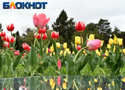 Облачность и дождь обещают в Краснодаре на 9 Мая