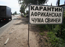 Россельхознадзор раскритиковал кубанских чиновников за работу по ликвидации АЧС 