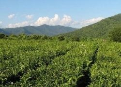 Кубанские производители чая и кофе подняли цены еще до наступления 2015 года